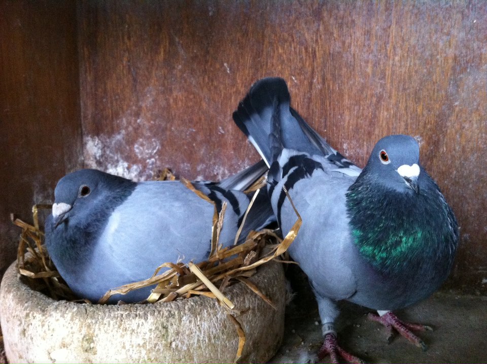 RESULTS IN SOUTH AFRICA